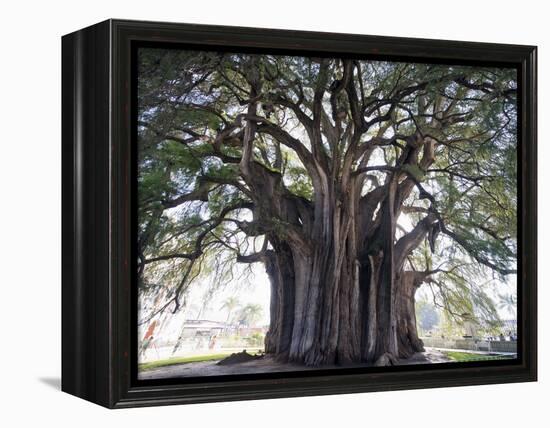 El Tule Tree, the Worlds Largest Tree By Circumference, Oaxaca State, Mexico, North America-Christian Kober-Framed Premier Image Canvas