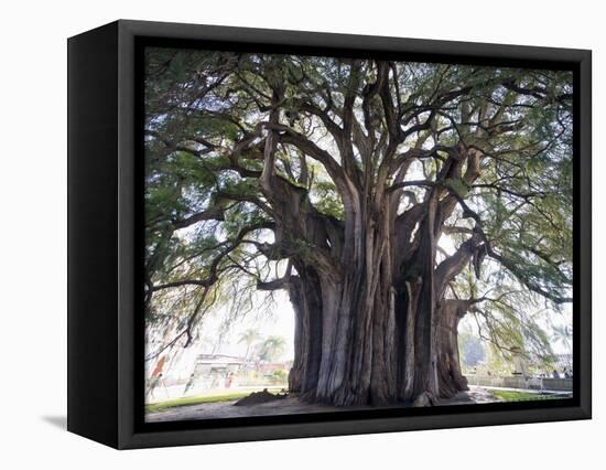 El Tule Tree, the Worlds Largest Tree By Circumference, Oaxaca State, Mexico, North America-Christian Kober-Framed Premier Image Canvas