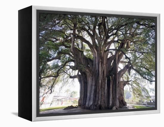 El Tule Tree, the Worlds Largest Tree By Circumference, Oaxaca State, Mexico, North America-Christian Kober-Framed Premier Image Canvas