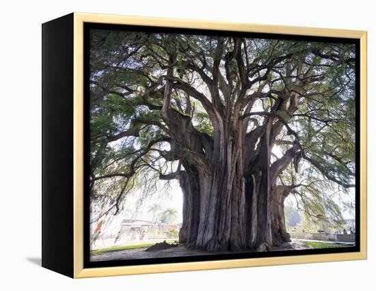 El Tule Tree, the Worlds Largest Tree By Circumference, Oaxaca State, Mexico, North America-Christian Kober-Framed Premier Image Canvas