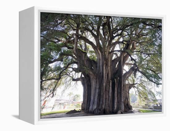 El Tule Tree, the Worlds Largest Tree By Circumference, Oaxaca State, Mexico, North America-Christian Kober-Framed Premier Image Canvas