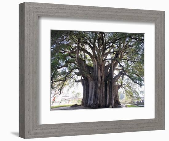 El Tule Tree, the Worlds Largest Tree By Circumference, Oaxaca State, Mexico, North America-Christian Kober-Framed Photographic Print