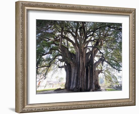 El Tule Tree, the Worlds Largest Tree By Circumference, Oaxaca State, Mexico, North America-Christian Kober-Framed Photographic Print