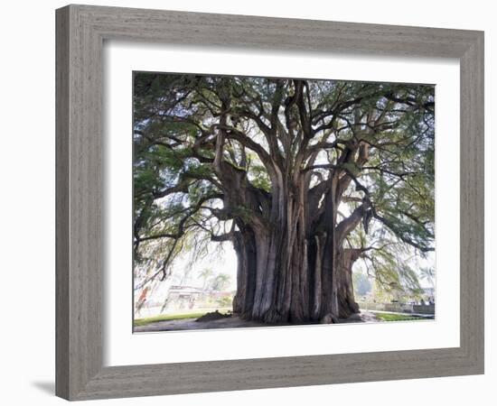 El Tule Tree, the Worlds Largest Tree By Circumference, Oaxaca State, Mexico, North America-Christian Kober-Framed Photographic Print