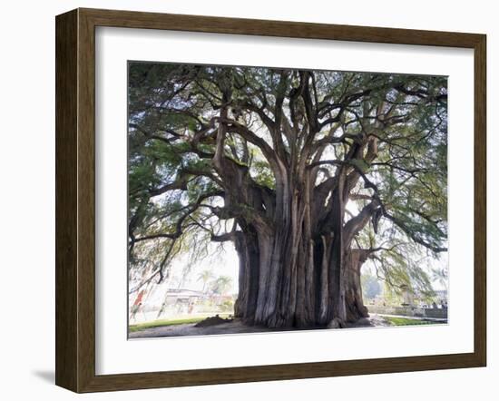 El Tule Tree, the Worlds Largest Tree By Circumference, Oaxaca State, Mexico, North America-Christian Kober-Framed Photographic Print