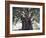 El Tule Tree, the Worlds Largest Tree By Circumference, Oaxaca State, Mexico, North America-Christian Kober-Framed Photographic Print
