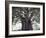 El Tule Tree, the Worlds Largest Tree By Circumference, Oaxaca State, Mexico, North America-Christian Kober-Framed Photographic Print