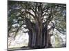 El Tule Tree, the Worlds Largest Tree By Circumference, Oaxaca State, Mexico, North America-Christian Kober-Mounted Photographic Print