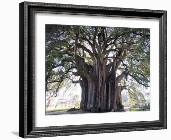 El Tule Tree, the Worlds Largest Tree By Circumference, Oaxaca State, Mexico, North America-Christian Kober-Framed Photographic Print