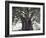 El Tule Tree, the Worlds Largest Tree By Circumference, Oaxaca State, Mexico, North America-Christian Kober-Framed Photographic Print