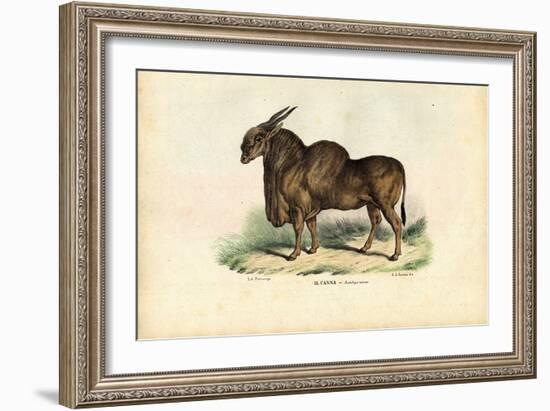 Eland, 1863-79-Raimundo Petraroja-Framed Giclee Print