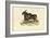 Eland, 1863-79-Raimundo Petraroja-Framed Giclee Print