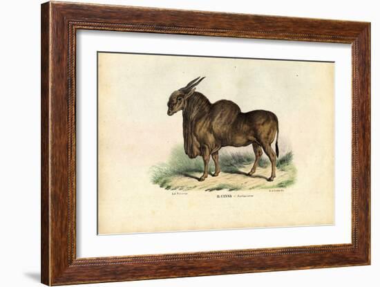 Eland, 1863-79-Raimundo Petraroja-Framed Giclee Print