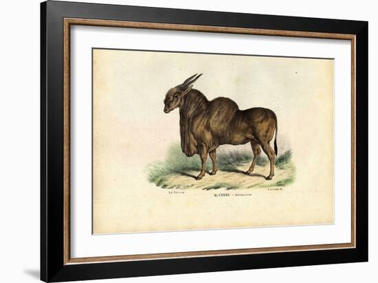 Eland, 1863-79-Raimundo Petraroja-Framed Giclee Print