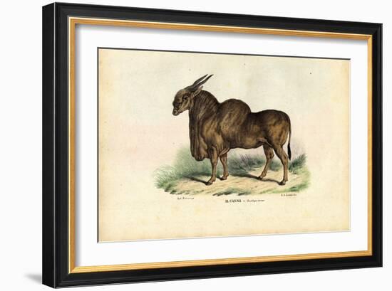 Eland, 1863-79-Raimundo Petraroja-Framed Giclee Print