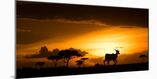 Eland at sunset, Masai Mara, Kenya, East Africa, Africa-Karen Deakin-Mounted Photographic Print