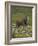 Eland, Taurotragus Oryx, De Hoop Nature Reserve, Western Cape, South Africa, Africa-Steve & Ann Toon-Framed Photographic Print