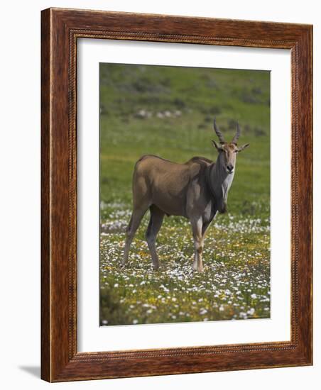 Eland, Taurotragus Oryx, De Hoop Nature Reserve, Western Cape, South Africa, Africa-Steve & Ann Toon-Framed Photographic Print