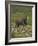 Eland, Taurotragus Oryx, De Hoop Nature Reserve, Western Cape, South Africa, Africa-Steve & Ann Toon-Framed Photographic Print