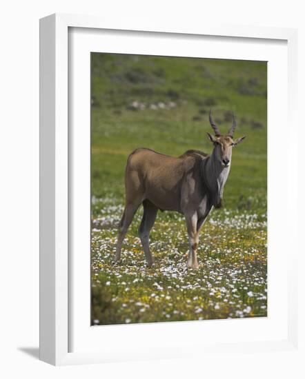 Eland, Taurotragus Oryx, De Hoop Nature Reserve, Western Cape, South Africa, Africa-Steve & Ann Toon-Framed Photographic Print