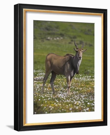 Eland, Taurotragus Oryx, De Hoop Nature Reserve, Western Cape, South Africa, Africa-Steve & Ann Toon-Framed Photographic Print