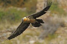 Lammergeier (Gypaetus Barbatus) in Flight, Serra De Beumort, Gerri De La Sal, Catalonia, Spain-Elander-Mounted Photographic Print