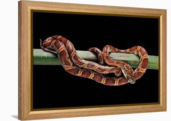 Elaphe Guttata Guttata (Corn Snake)-Paul Starosta-Framed Premier Image Canvas