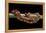 Elaphe Guttata Guttata (Corn Snake)-Paul Starosta-Framed Premier Image Canvas