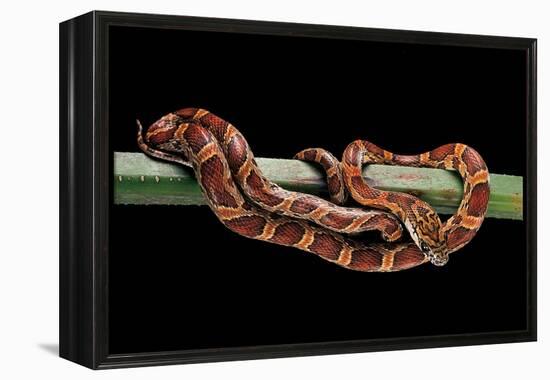 Elaphe Guttata Guttata (Corn Snake)-Paul Starosta-Framed Premier Image Canvas