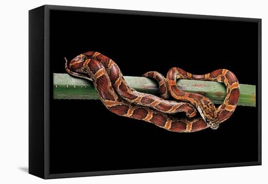 Elaphe Guttata Guttata (Corn Snake)-Paul Starosta-Framed Premier Image Canvas