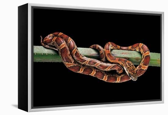 Elaphe Guttata Guttata (Corn Snake)-Paul Starosta-Framed Premier Image Canvas