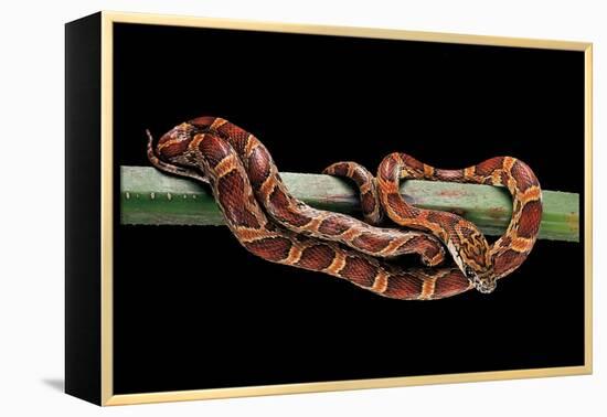 Elaphe Guttata Guttata (Corn Snake)-Paul Starosta-Framed Premier Image Canvas