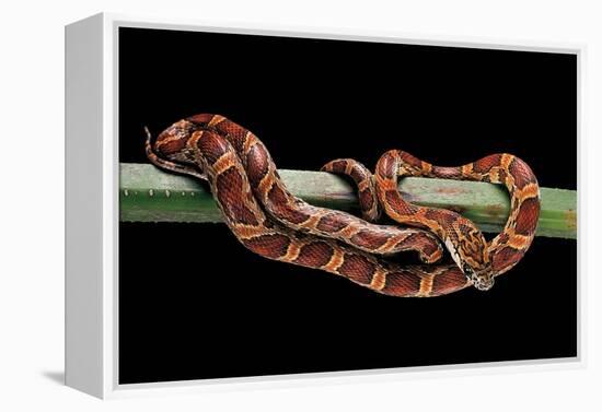 Elaphe Guttata Guttata (Corn Snake)-Paul Starosta-Framed Premier Image Canvas