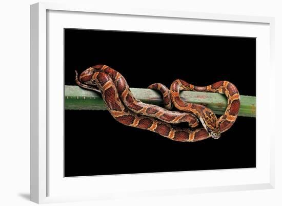 Elaphe Guttata Guttata (Corn Snake)-Paul Starosta-Framed Photographic Print