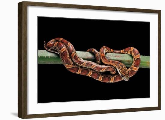 Elaphe Guttata Guttata (Corn Snake)-Paul Starosta-Framed Photographic Print