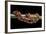 Elaphe Guttata Guttata (Corn Snake)-Paul Starosta-Framed Photographic Print
