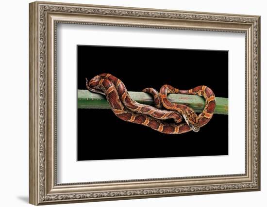 Elaphe Guttata Guttata (Corn Snake)-Paul Starosta-Framed Photographic Print