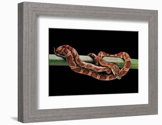 Elaphe Guttata Guttata (Corn Snake)-Paul Starosta-Framed Photographic Print
