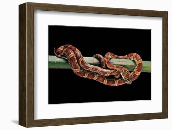 Elaphe Guttata Guttata (Corn Snake)-Paul Starosta-Framed Photographic Print