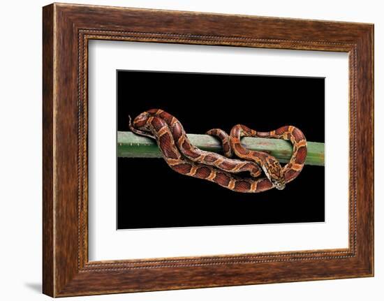 Elaphe Guttata Guttata (Corn Snake)-Paul Starosta-Framed Photographic Print