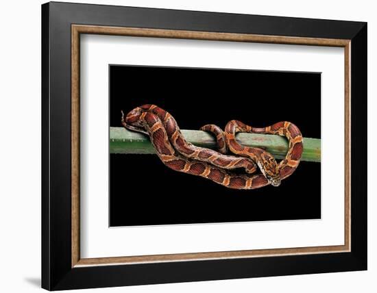 Elaphe Guttata Guttata (Corn Snake)-Paul Starosta-Framed Photographic Print