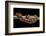 Elaphe Guttata Guttata (Corn Snake)-Paul Starosta-Framed Photographic Print