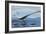 Elasmosaurus Tries to Capture a Dolichorhynchops Reptile-Stocktrek Images-Framed Art Print