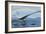 Elasmosaurus Tries to Capture a Dolichorhynchops Reptile-Stocktrek Images-Framed Art Print