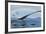 Elasmosaurus Tries to Capture a Dolichorhynchops Reptile-Stocktrek Images-Framed Art Print