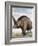 Elasmotherium-null-Framed Photographic Print