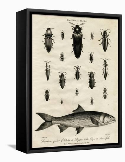 Elater (Click Beetle) and Elops Saurus-J Pass-Framed Stretched Canvas
