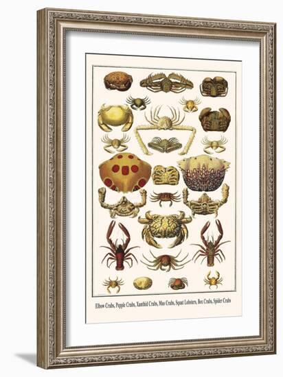 Elbow Crabs, Pepple Crabs, Xanthid Crabs, Mus Crabs, Squat Lobsters, Box Crabs, Spider Crabs-Albertus Seba-Framed Art Print