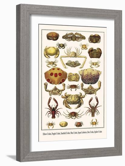 Elbow Crabs, Pepple Crabs, Xanthid Crabs, Mus Crabs, Squat Lobsters, Box Crabs, Spider Crabs-Albertus Seba-Framed Art Print