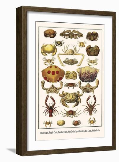 Elbow Crabs, Pepple Crabs, Xanthid Crabs, Mus Crabs, Squat Lobsters, Box Crabs, Spider Crabs-Albertus Seba-Framed Art Print